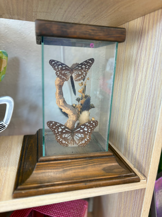 Real Butterfly Taxidermy Scene